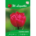 Tulipan pełny późny - Chato - purpurowy - Cebule i Kłącza - W. Legutko