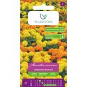 Aksamitka wzniesiona karłowa mieszanka 0.50g - Nasiona - W. Legutko