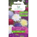 Aster chiński igiełkowy mieszanka 1.25g - Nasiona - W. Legutko