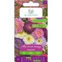 Aster chiński książęcy mieszanka 1.25g - Nasiona - W. Legutko