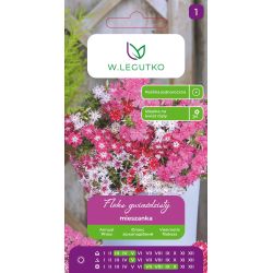 Floks gwiaździsty mieszanka 0.50g - Nasiona - W. Legutko