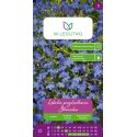 Lobelia przylądkowa, Stroiczka niebieskia 0.20g - Nasiona - W. Legutko