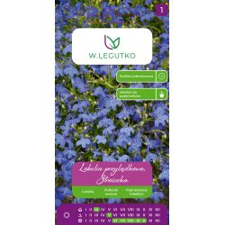 Lobelia przylądkowa, Stroiczka niebieskia 0.20g - Nasiona - W. Legutko