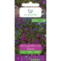 Lobelia przylądkowa zwisła mieszanka 0.20g - Nasiona - W. Legutko