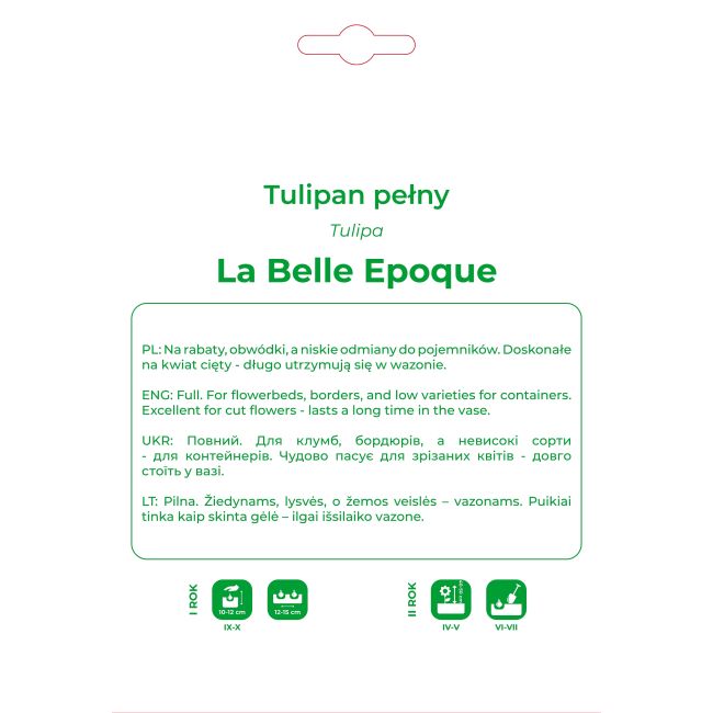 Tulipan La Belle Epoque łososiowo-różowy 3 szt. - Cebule do nasadzeń jesiennych - W. Legutko