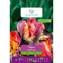 Tulipan Rasta Parrot czerwony 4 szt. - Cebule i Kłącza - W. Legutko