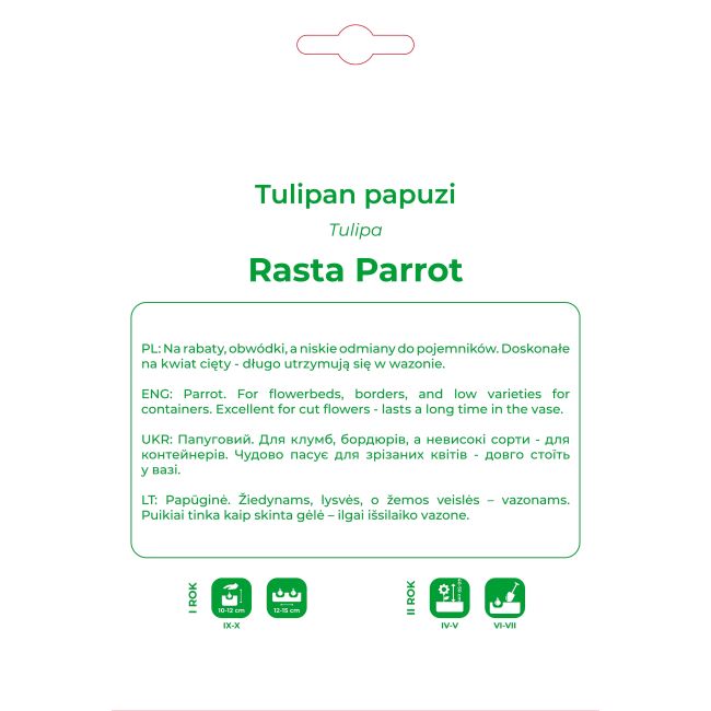 Tulipan Rasta Parrot czerwony 4 szt. - Cebule i Kłącza - W. Legutko