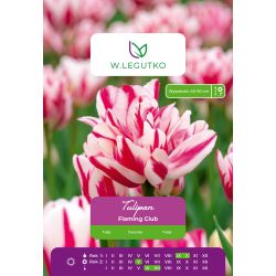 Tulipan Flaming Club wielokwiatowy 4 szt. - Cebule i Kłącza - W. Legutko