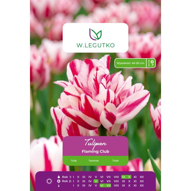 Tulipan Flaming Club wielokwiatowy 4 szt. - Cebule i Kłącza - W. Legutko
