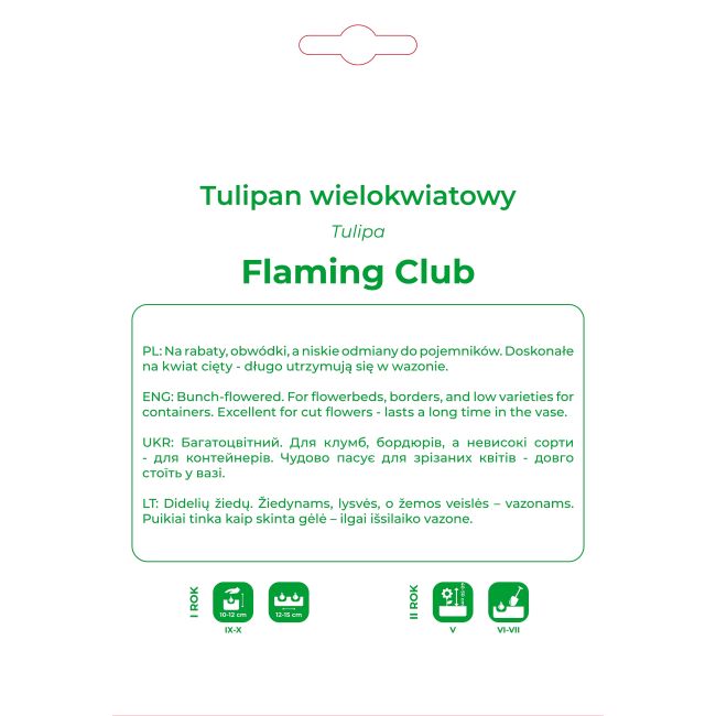 Tulipan Flaming Club wielokwiatowy 4 szt. - Cebule i Kłącza - W. Legutko