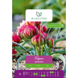 Tulipan Samantha botaniczny - czerwony 7 szt. - Cebule i Kłącza - W. Legutko