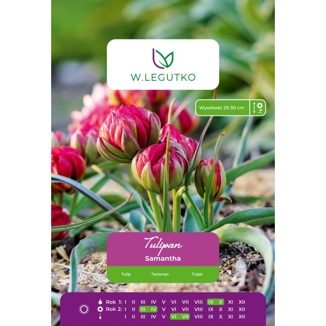 Tulipan Samantha botaniczny - czerwony 7 szt. - Cebule i Kłącza - W. Legutko