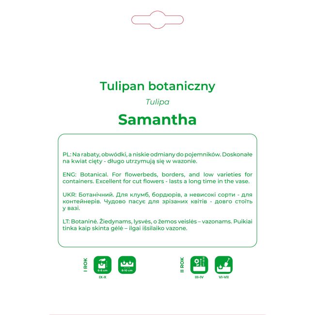 Tulipan Samantha botaniczny - czerwony 7 szt. - Cebule i Kłącza - W. Legutko