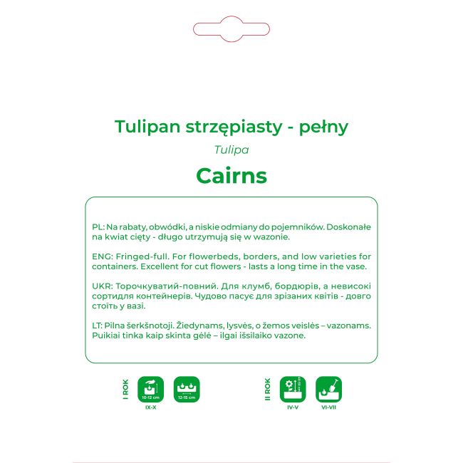 Tulipan Cairns strzępiasty różowy 4 szt. - Cebule i Kłącza - W. Legutko