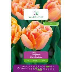 Tulipan Charming Lady pełny kremowo - żółty 4 szt. - Cebule i Kłącza - W. Legutko
