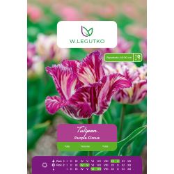Tulipan Purple Circus biało-fioletowy 4 szt. - Cebule i Kłącza - W. Legutko