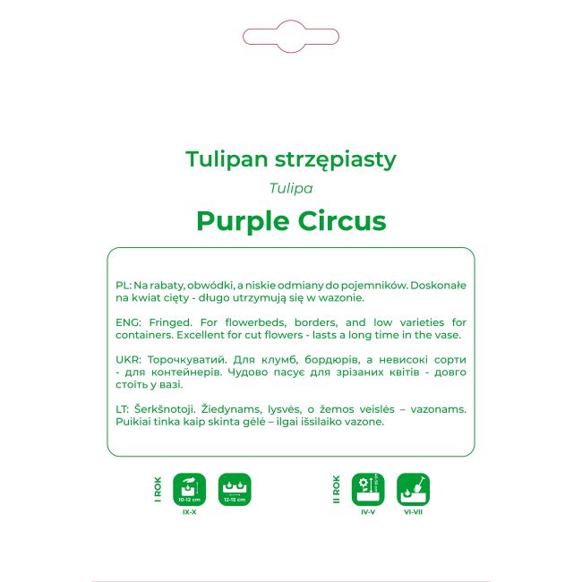 Tulipan Purple Circus biało-fioletowy 4 szt. - Cebule i Kłącza - W. Legutko