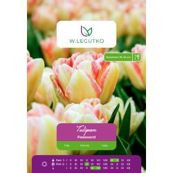 Tulipan Password różowo-żółty 4 szt. - Cebule i Kłącza - W. Legutko