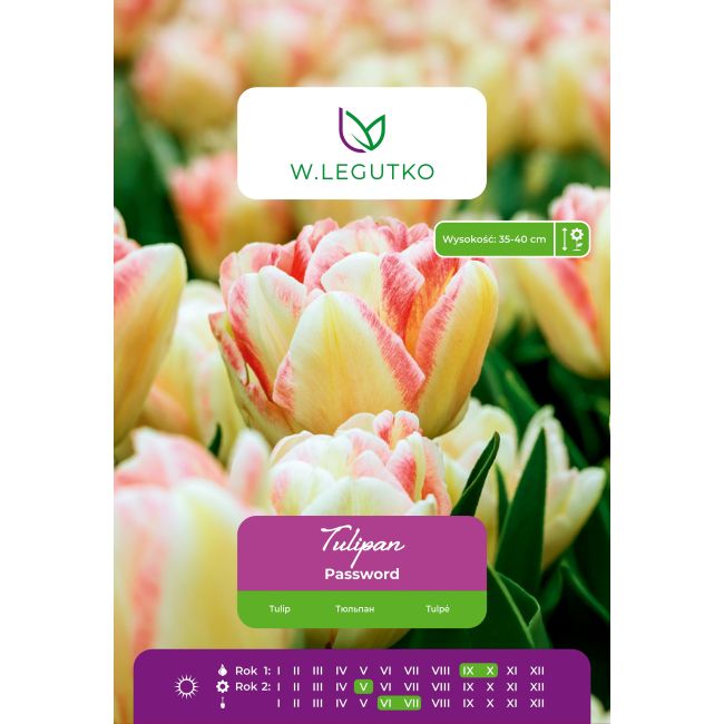 Tulipan Password różowo-żółty 4 szt. - Cebule i Kłącza - W. Legutko