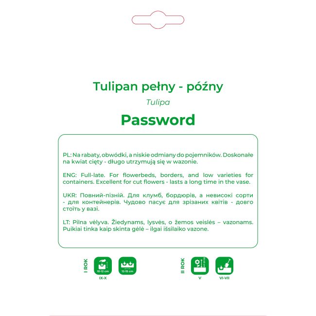 Tulipan Password różowo-żółty 4 szt. - Cebule i Kłącza - W. Legutko
