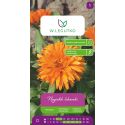 Nagietek lekarski pomarańczowy 3g - Nasiona - W. Legutko