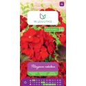 Pelargonia rabatowa Gama F1 czerwona 0.05g - Nasiona - W. Legutko