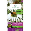 Rudbekia purpurowa, Jeżówka biała 0.50g - Nasiona - W. Legutko