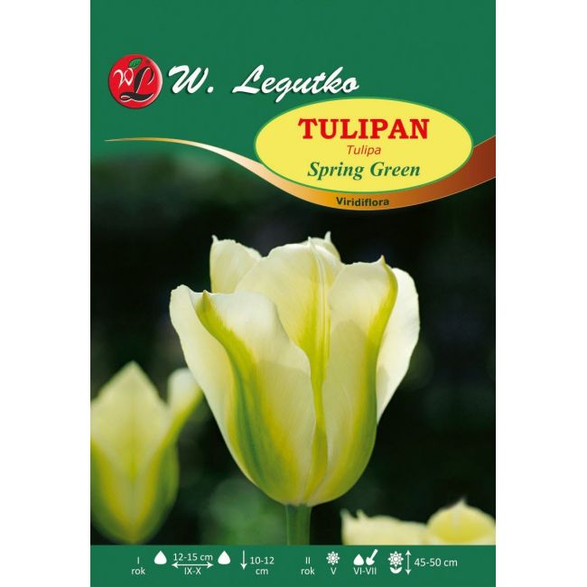 Tulipan - Spring Green - Cebule i Kłącza - W. Legutko