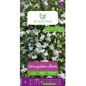 Lobelia przylądkowa, Stroiczka biała 0.10g - Nasiona - W. Legutko
