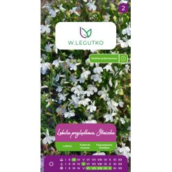 Lobelia przylądkowa, Stroiczka biała 0.10g - Nasiona - W. Legutko