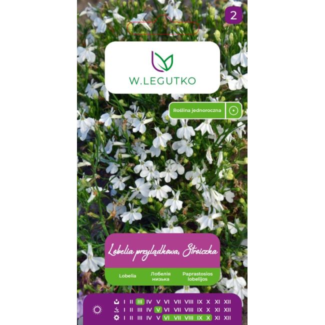 Lobelia przylądkowa, Stroiczka biała 0.10g - Nasiona - W. Legutko