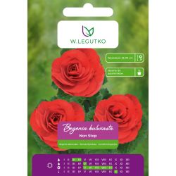 Begonia bulwiasta Non Stop czerwona 2szt. - Cebule i Kłącza - W. Legutko