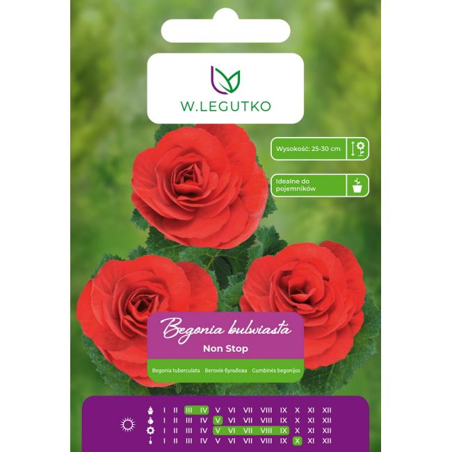 Begonia bulwiasta Non Stop czerwona 2szt. - Cebule i Kłącza - W. Legutko