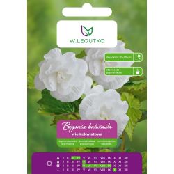 Begonia bulwiasta wielkokw. biała 2szt. - Cebule i Kłącza - W. Legutko