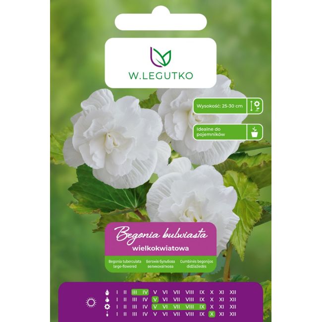 Begonia bulwiasta wielkokw. biała 2szt. - Cebule i Kłącza - W. Legutko