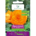 Begonia bulwiasta wielkokw. pomarańczowa 2szt. - Cebule i Kłącza - W. Legutko
