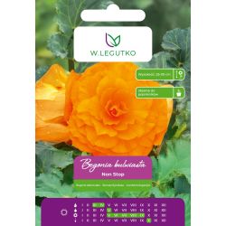 Begonia bulwiasta wielkokw. pomarańczowa 2szt. - Cebule i Kłącza - W. Legutko