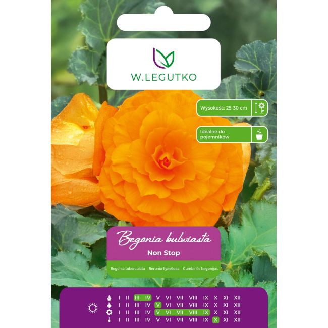 Begonia bulwiasta wielkokw. pomarańczowa 2szt. - Cebule i Kłącza - W. Legutko