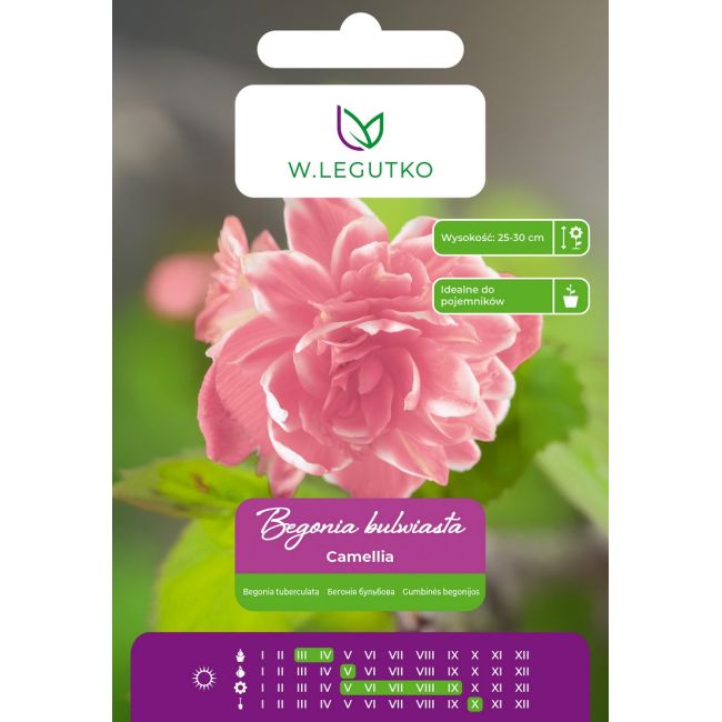 Begonia bulwiasta Camellia różowa 2szt. - Cebule i Kłącza - W. Legutko