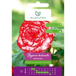 Begonia bulwiasta Marmorata czerwono-biała 2szt. - Cebule i Kłącza - W. Legutko