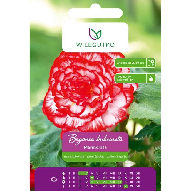 Begonia bulwiasta Marmorata czerwono-biała 2szt. - Cebule i Kłącza - W. Legutko