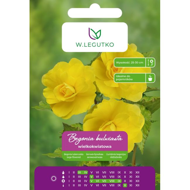 Begonia bulwiasta wielkokw. żółta 2szt. - Cebule i Kłącza - W. Legutko