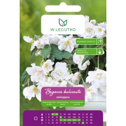 Begonia bulwiasta zwisająca biała 2szt. - Cebule i Kłącza - W. Legutko