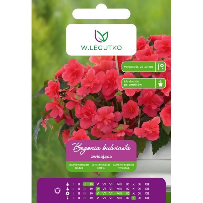 Begonia bulwiasta zwisająca różowa 2szt. - Cebule i Kłącza - W. Legutko