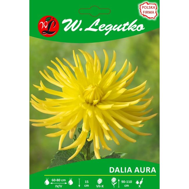Dalia Aura żółta 1szt. - Cebule i Kłącza - W. Legutko