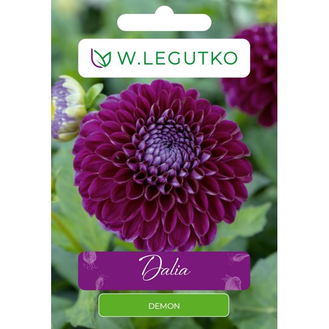 Dalia Demon fioletowa 1szt. - Cebule i Kłącza - W. Legutko