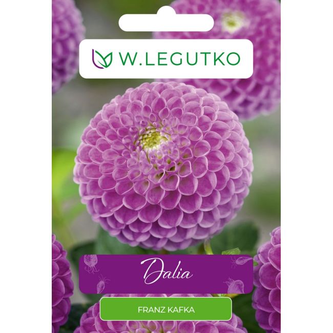 Dalia Franz Kafka różowa 1szt. - Cebule i Kłącza - W. Legutko