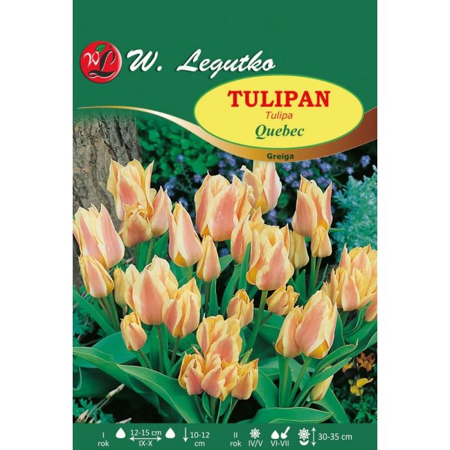 Tulipan Greiga - Quebec - czerwono-żółty - Cebule i Kłącza - W. Legutko