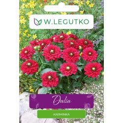 Dalia Karminka szkarłatna 1szt. - Cebule i Kłącza - W. Legutko