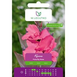 Kanna Futurity Rose różowa 1szt. - Cebule i Kłącza - W. Legutko